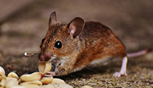 24 Hour & Emergency Exterminators in Keasbey, NJ
